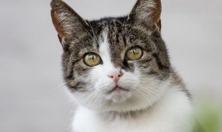 Dream about cats chasing you : 9 Symbols and Meanings