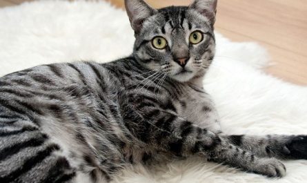 Dream about a sick cat : 5 Symbols and Meanings