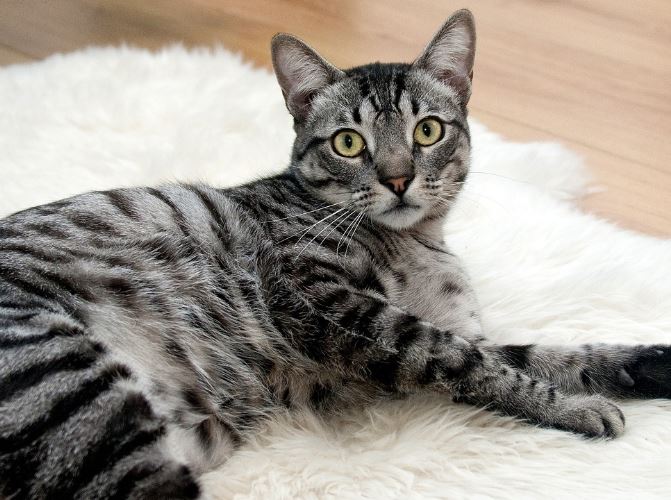 Dream about a sick cat : 5 Symbols and Meanings