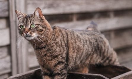 Dream about eating a cat : 6 Symbols and Meanings