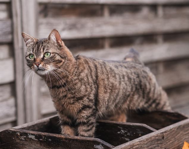 Dream about eating a cat : 6 Symbols and Meanings