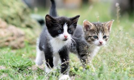 Dream about being scratched by a cat : 12 Symbols and Meanings