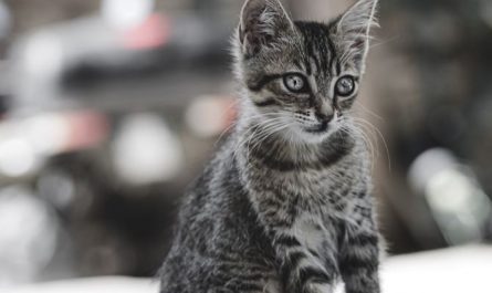 Dream about cat attack : 14 Symbols and Meanings