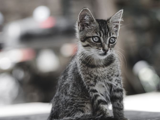 Dream about cat attack : 14 Symbols and Meanings