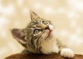 Dream about having a cat : 16 Symbols and Meanings