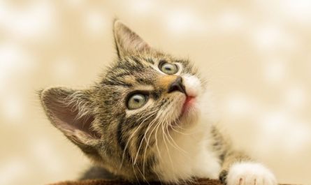 Dream about having a cat : 16 Symbols and Meanings