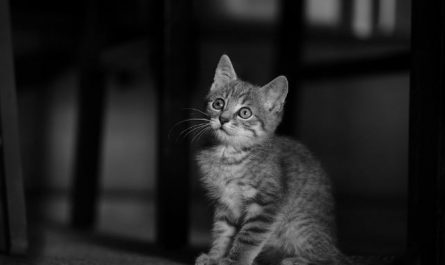 Dream about touching a cat : 14 Symbols and Meanings