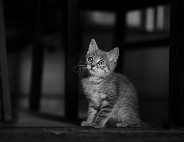 Dream about touching a cat : 14 Symbols and Meanings