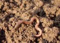 Dreaming about earthworms : 31 Symbols and Meanings