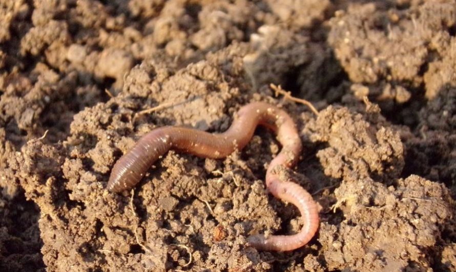 Dreaming about earthworms : 31 Symbols and Meanings