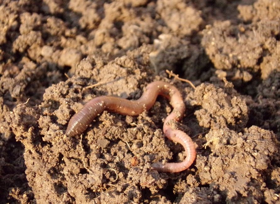 Dreaming about earthworms : 31 Symbols and Meanings