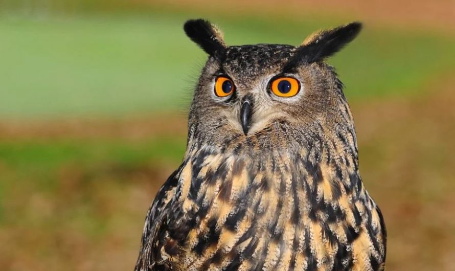 Dream about owls : 45 Symbols and Meanings