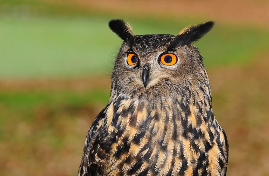 Dream about owls : 45 Symbols and Meanings