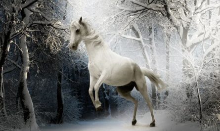 Dream about white horse : 32 Symbols and Meanings