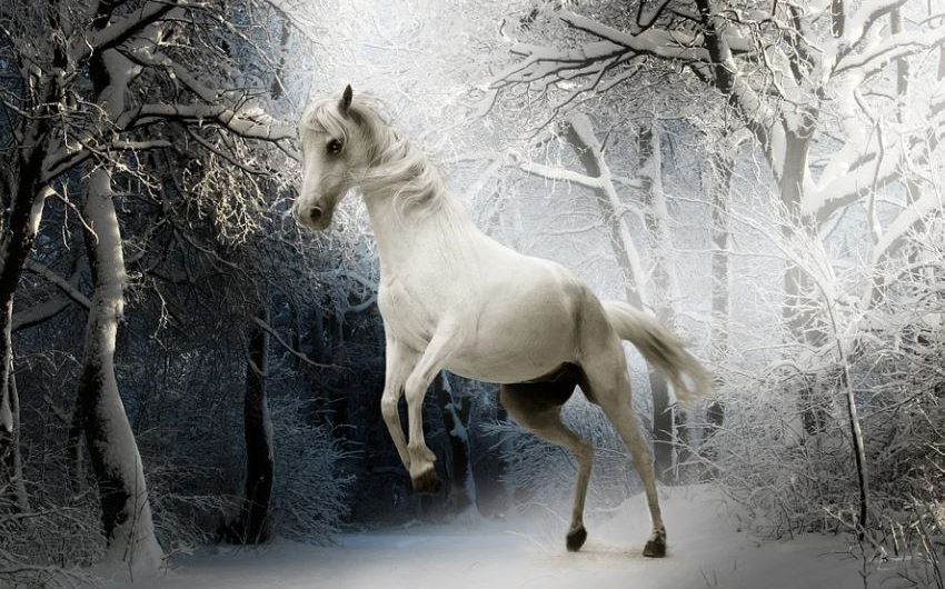 Dream about white horse : 32 Symbols and Meanings