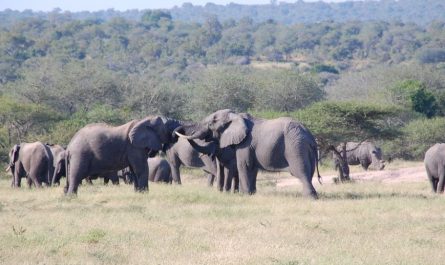 Dreams about wild animals : 19 Symbols and Meanings