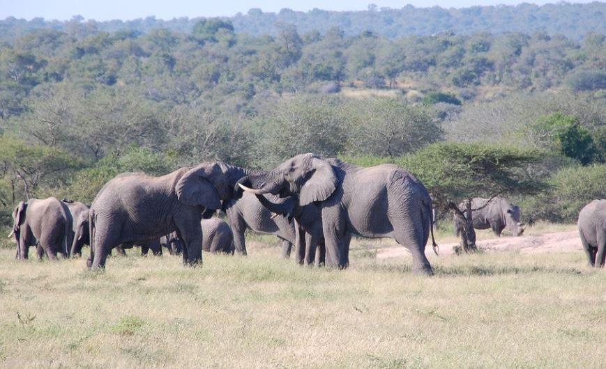 Dreams about wild animals : 19 Symbols and Meanings