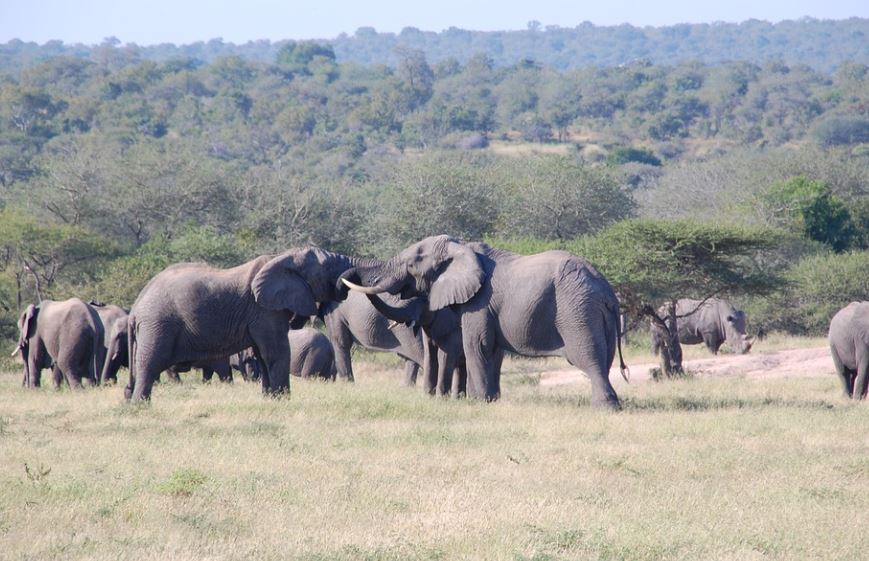 Dreams about wild animals : 19 Symbols and Meanings