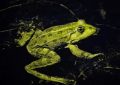 Dreaming of Poisonous Frogs : 15 Symbols and Meanings