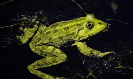 Dreaming of Poisonous Frogs : 15 Symbols and Meanings