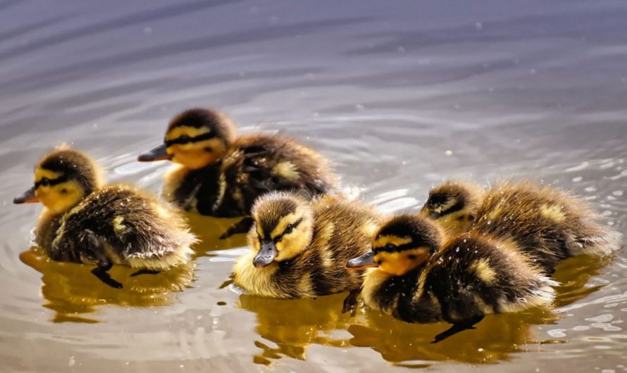 Dreaming of Ducks : 21 Symbols and Meanings