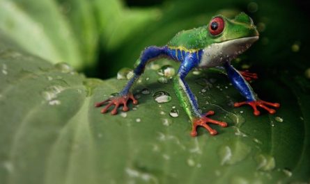 Dreaming of Frog Eggs : 12 Symbols and Meanings