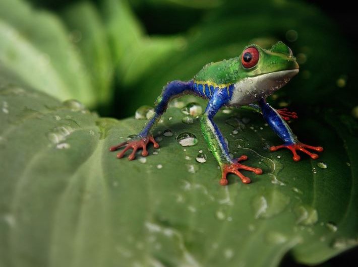 Dreaming of Frog Eggs : 12 Symbols and Meanings