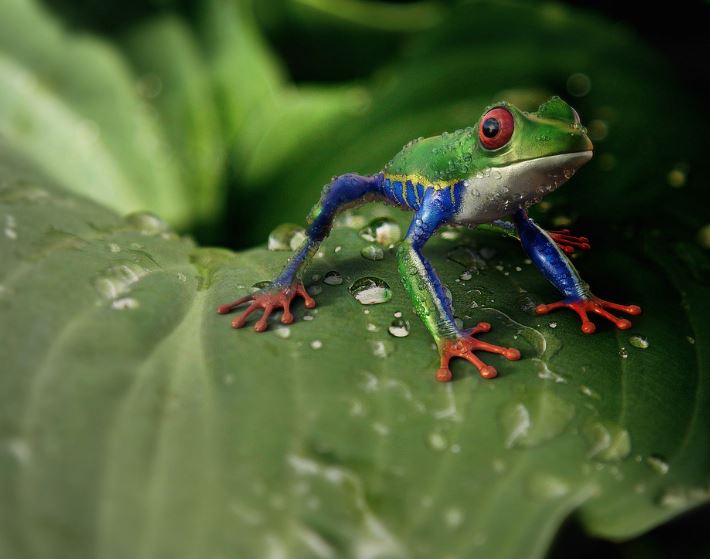 Dreaming of Frog Eggs : 12 Symbols and Meanings