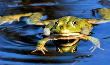 Dreaming of Killing a Frog : 17 Symbols and Meanings