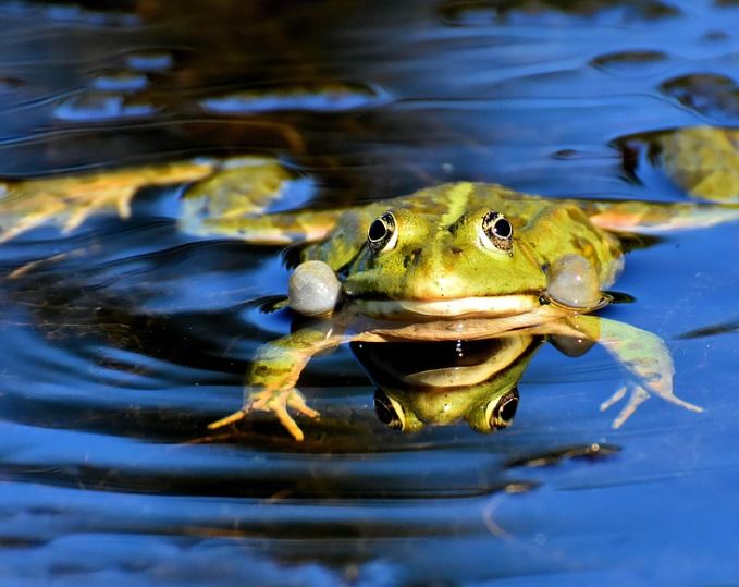 Dreaming of Killing a Frog : 17 Symbols and Meanings