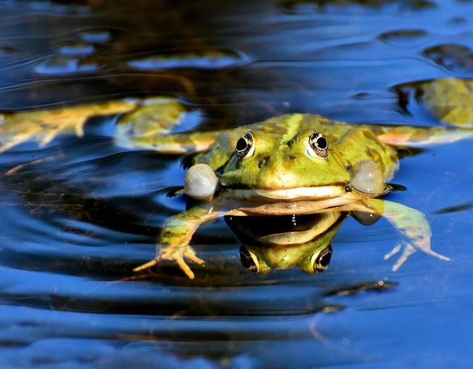 Dreaming of a Dead Frog : 17 Symbols and Meanings