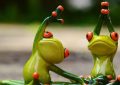 Dreaming of Catching Frogs : 16 Symbols and Meanings