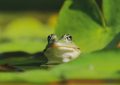 Dreaming of Catching Frogs : 14 Symbols and Meanings