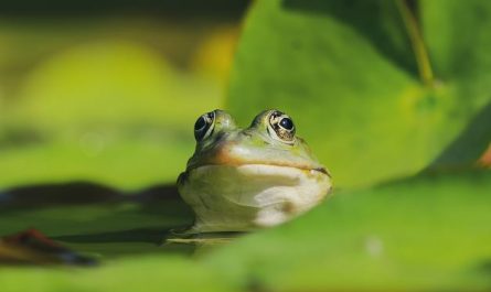 Dreaming of Catching Frogs : 14 Symbols and Meanings