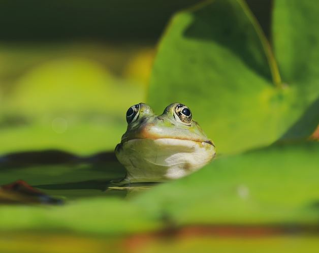 Dreaming of Catching Frogs : 14 Symbols and Meanings