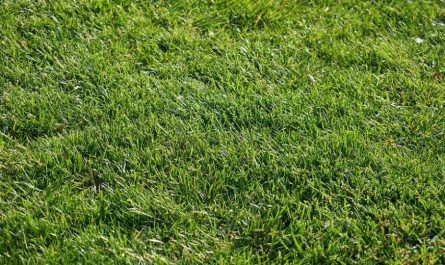 Dreaming of Grass : 12 Symbols and Meanings