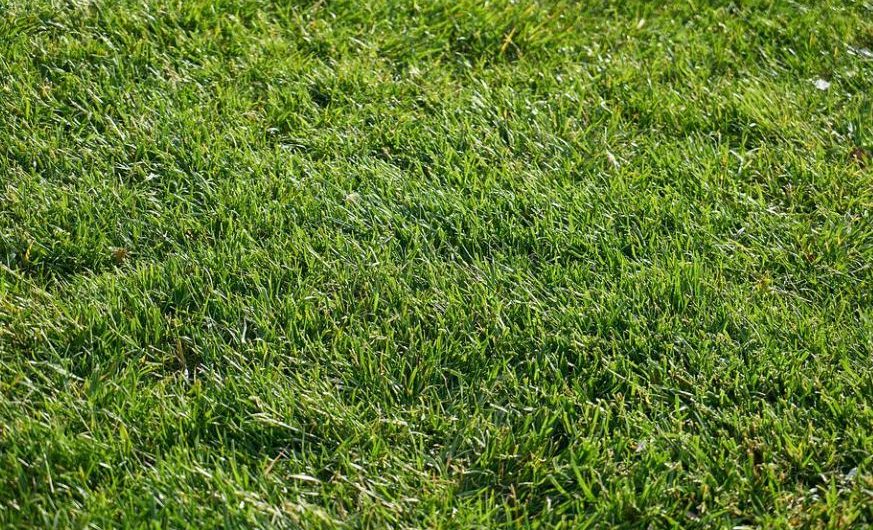 Dreaming of Grass : 12 Symbols and Meanings