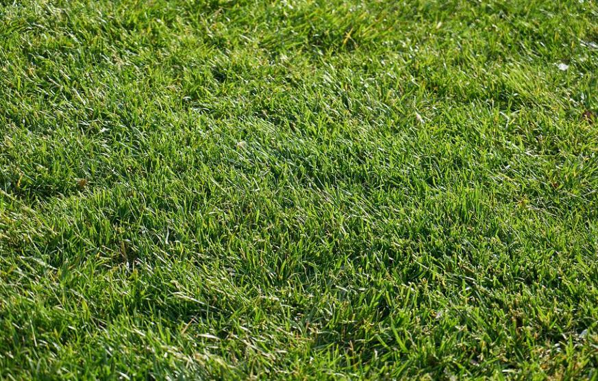 Dreaming of Grass : 12 Symbols and Meanings