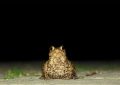 Dreaming of a Group of Toads : 12 Symbols and Meanings