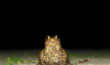 Dreaming of a Group of Toads : 12 Symbols and Meanings