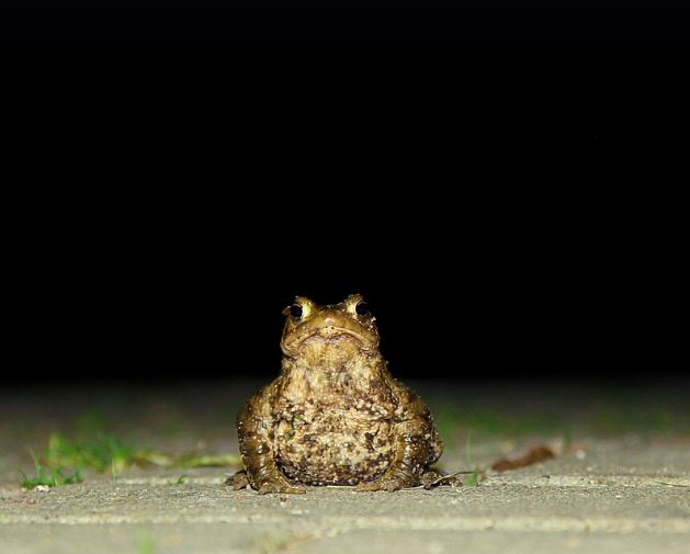 Dreaming of a Group of Toads : 12 Symbols and Meanings