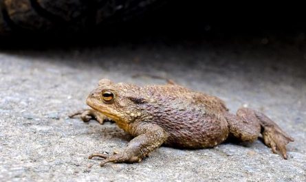 Dreaming of Catching a Toad : 13 Symbols and Meanings