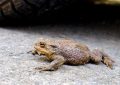 Dreaming of a Large Toad : 14 Symbols and Meanings