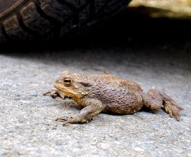 Dreaming of a Large Toad : 14 Symbols and Meanings