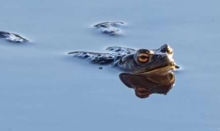 Dreaming of a Toad : 17 Symbols and Meanings