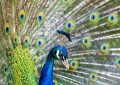 Dreaming of a Peacock : 10 Symbols and Meanings