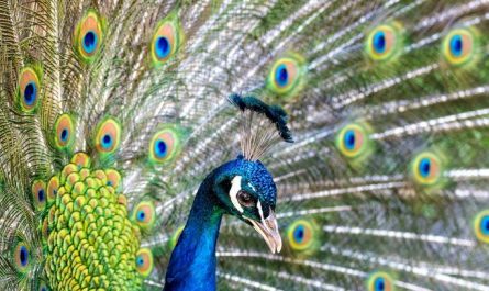 Dreaming of a Peacock : 10 Symbols and Meanings