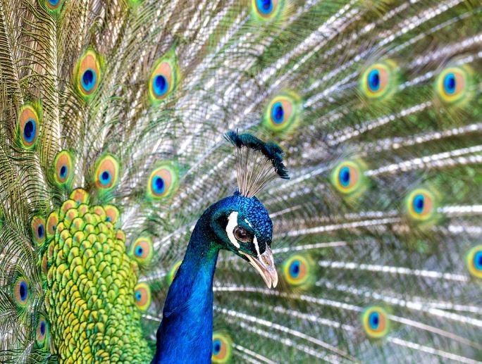 Dreaming of a Peacock : 10 Symbols and Meanings