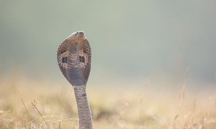 Dreaming of a Cobra : 12 Symbols and Meanings