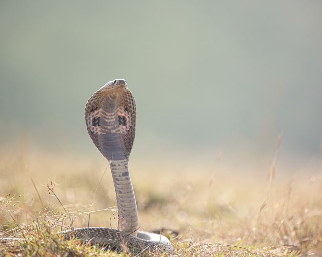 Dreaming of a Cobra : 12 Symbols and Meanings